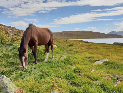 A photo of a horse eating in the pasture.