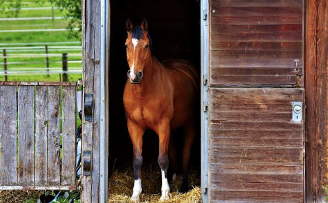A photo of a horse in the stable.