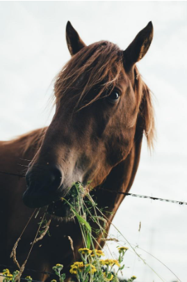 A horse eating some flowers.