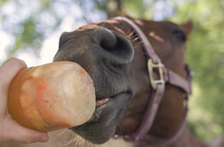 A photo of a horse eating frozen carrots.