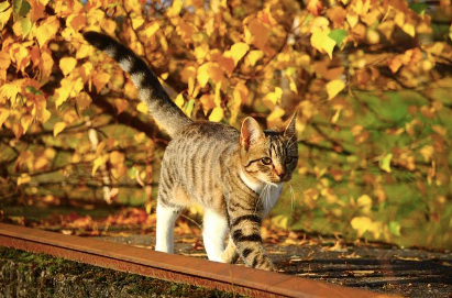 A kitten in autumn
