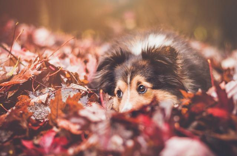 A dog in autumn.