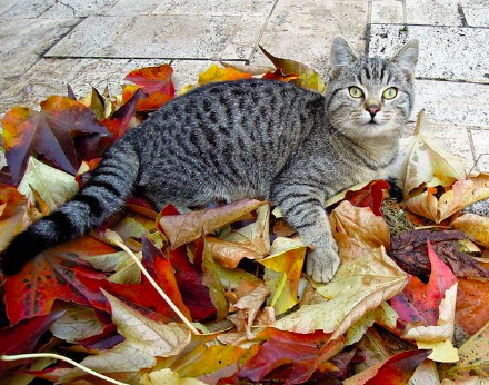 A cat lying in autumn leaves.