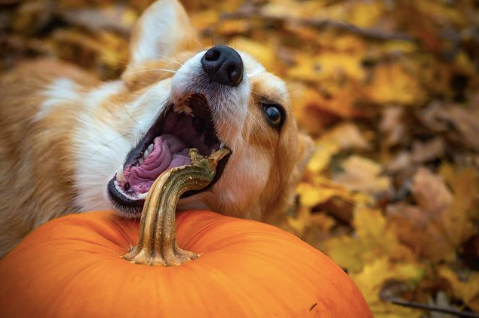 A dog biting a pumpkin.