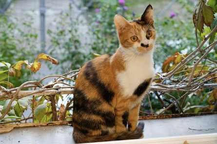 A cat sitting in the window watching.