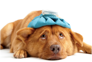 Photo of a dog lying down with a sick face and a bag of water on its head.