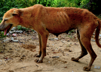 Photo of a very dehydrated and thin dog.