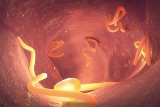Illustrative image of a Tapeworms.