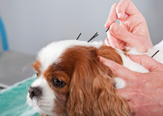 A photo of a dog having an acupuncture session.