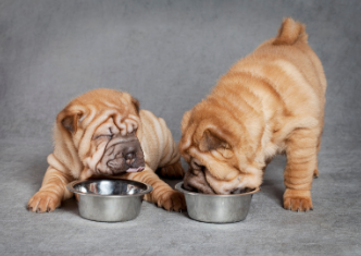 Two puppy dogs eating.