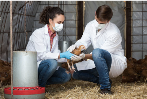 A photo of two vets examining a chicken.