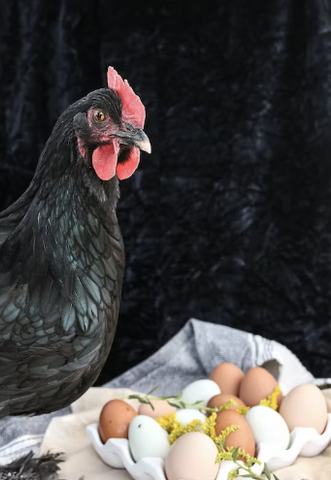 A picture of a chicken with her eggs.