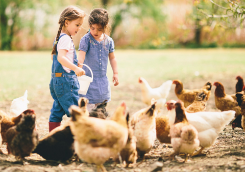 A picture of two little girls on a farm giving food to the chickens.