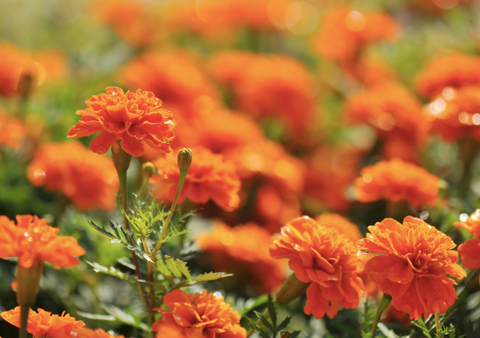 A picture of marigold plants.