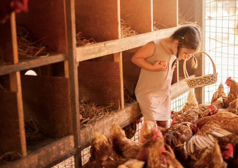 Photo of a little girl in the henhouse collecting eggs from the chickens.