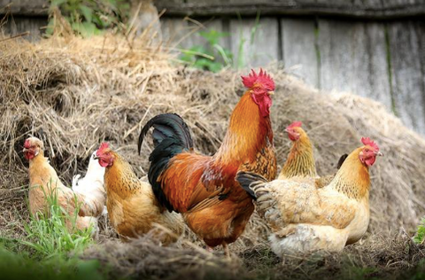 Photo of a rooster and four hens.