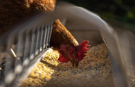 Picture of a chicken eating.