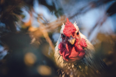 Picture of a chicken looking straight to the camera.