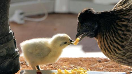 Image of a hen feeding a chick.
