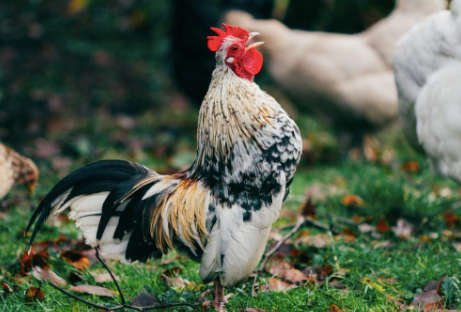 Image of a chicken in nature.