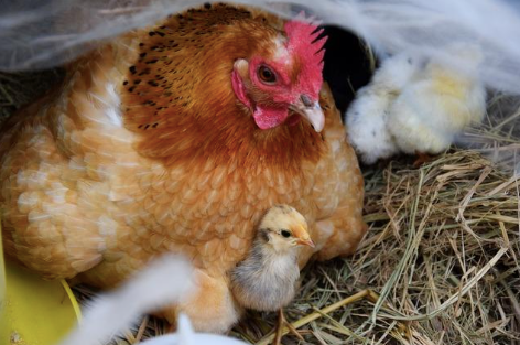 Picture of a chicken and her chicks.