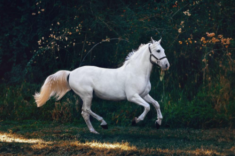 A white horse running.