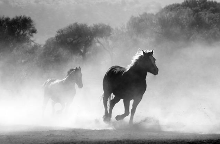 Black and white picture of two horses running.