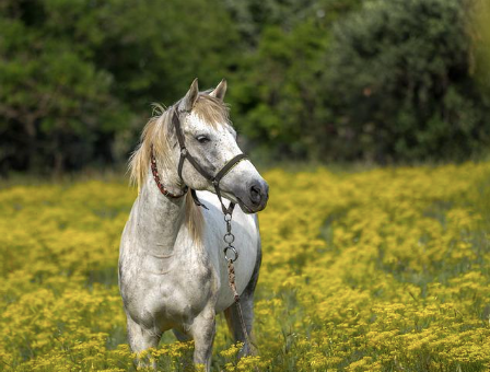 A white horse in nature.