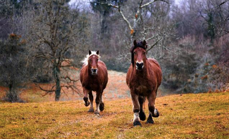 Two horses running in nature.
