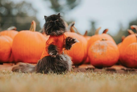 A cat surrounded by pumpkins for Halloween. He is wearing an orange outfit resembling a pumpkin.