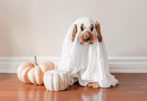 A photo of a dog with two pumpkins on its side and dressed as a ghost.