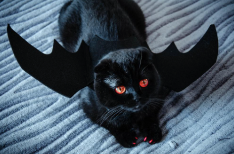 Photo of a black cat dressed as a bat.