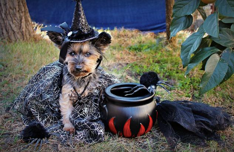 Photo of a little dog dressed as a witch.