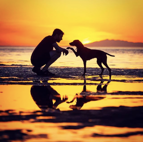 Picture of a men with his dog at the beach, with a beautiful sunset.