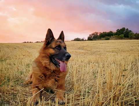 Photo of a German Shepherd dog in nature.