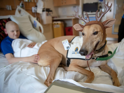 Photo of a Greyhound dog with a Reindeer headband with a little boy in the hospital.