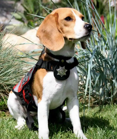 Photo of a Beagle dog with a vest to identify that he is a therapy dog.