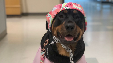 Photo of a Rottweiler therapy dog wearing a watermelon-print cap.