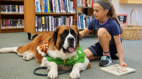 Photo of a Saint Bernard therapy dog, in a library with a little girl.