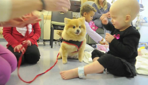 Photo of a Pomeranian therapy dog, in a hospital with a little girl.