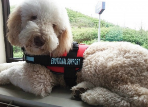 Photo of a Poodle therapy dog, wearing a vest that says "emotional support"