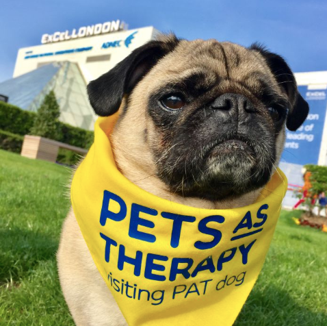 Photo of a Pug dog with a bandana saying "Pets as Therapy. Visiting PAT dog."