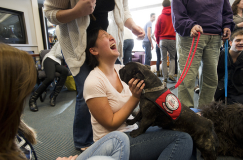 Photo of a French Bulldog dog going to a woman's lap, and the woman is laughing.