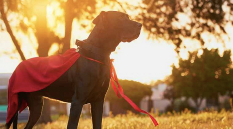 Photo of a dog with a superhero cape in nature with a beautiful sunset.