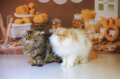 Two Persian Cats.