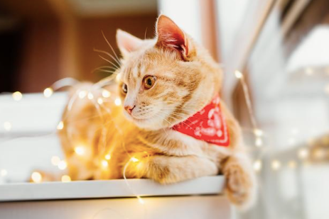 a cat lying down with Christmas lights around it.