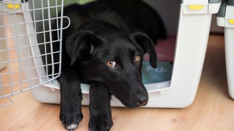 A cute black dog is lying in his cage with the door open.