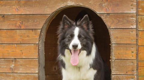 A dog in his doghouse, happy.