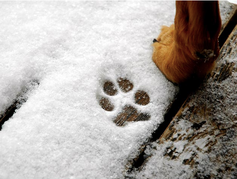 A picture of the snow on the floor, with a dog's paw marked on it.