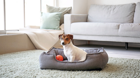 Photo of a dog in the living room. His bed is right in the center of the room, and he is sitting on it with his little ball next to him.
